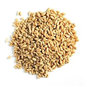 Today-Wheat-Rate-in-Pakistan-Wheat-Price-in-Pakistan