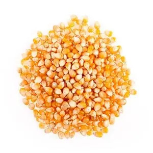 Corn Price in Pakistan Today Maize Rate 2024