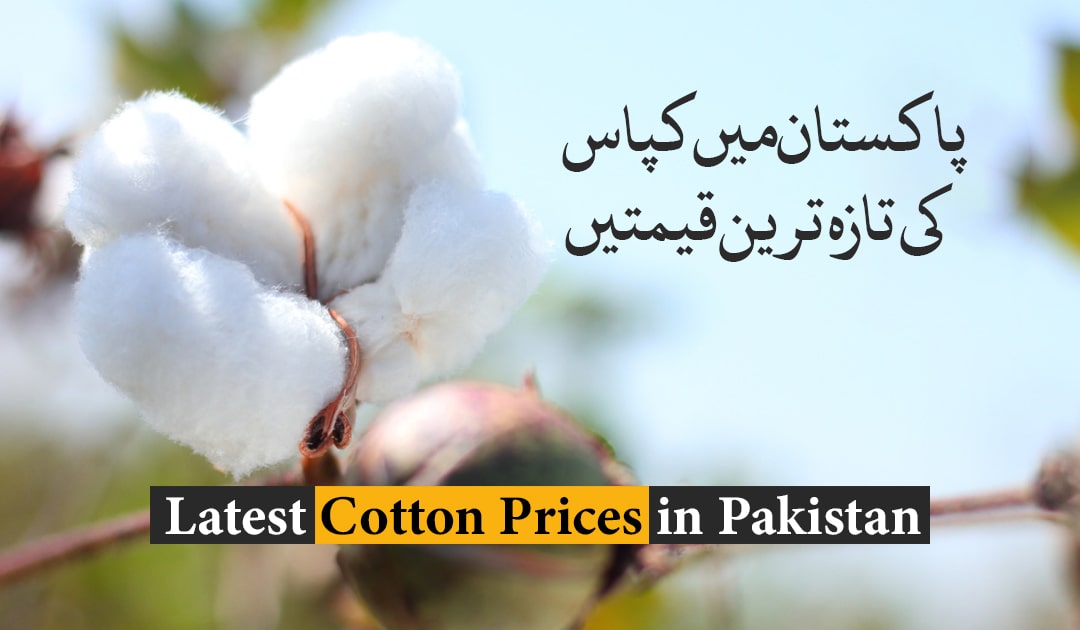 cotton-price-in-pakistan
