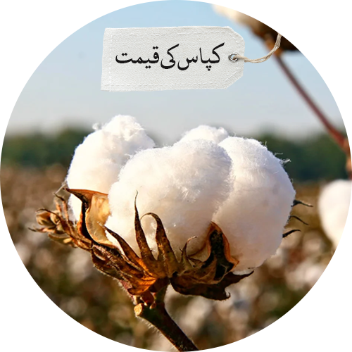 cotton-rate-in-pakistan