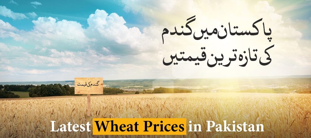 wheat-price-in-pakistan