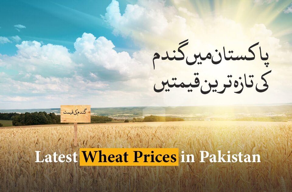 wheat-price-in-pakistan