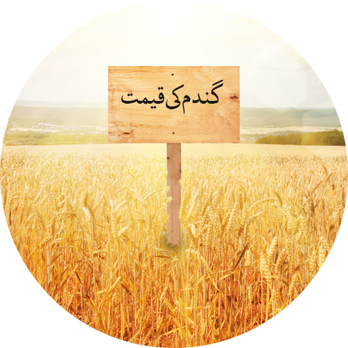 wheat-price-in-pakistan