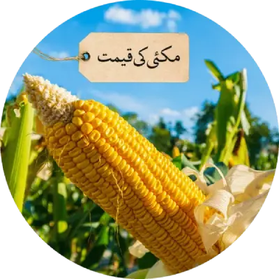 today-corn-rate-in-pakistan