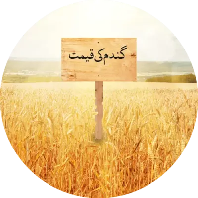 Wheat-Price-in-pakistan